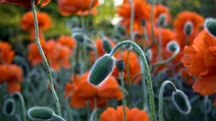 Macro Flowers Poppies buds orange flowers depth of field