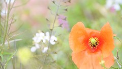 Macro Flowers Poppies orange flowers