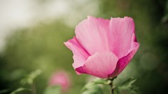 Macro Flowers Poppies pink flowers