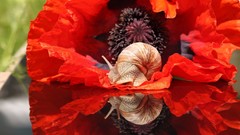 Macro Flowers Poppies snails reflections red flowers molluscs