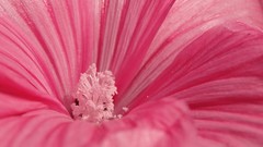 Macro Flowers purple