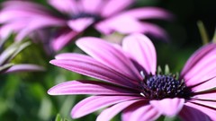Macro Flowers purple flowers