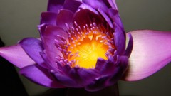 Macro Flowers purple flowers