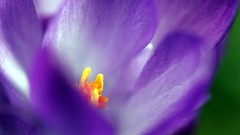 Macro Flowers purple flowers