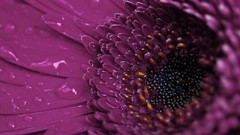 Macro Flowers purple flowers