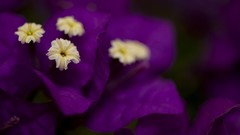 Macro Flowers purple flowers bougainvillea