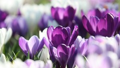 Macro Flowers purple flowers crocus
