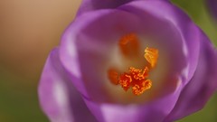 Macro Flowers purple flowers crocus