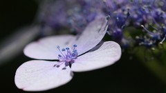 Macro Flowers purple flowers Hydrangeas