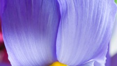 Macro Flowers purple flowers Irises