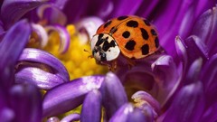 Macro Flowers purple flowers ladybirds