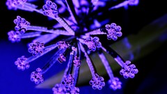 Macro Flowers purple flowers ornaments