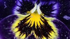 Macro Flowers purple flowers pansies