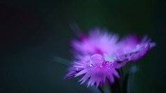 Macro Flowers purple flowers water drops