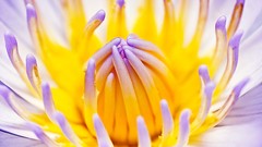 Macro Flowers purple Water Lilies