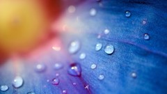 Macro Flowers rain water drops blue flowers waterdrops