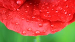 Macro Flowers red flowers