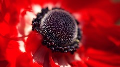 Macro Flowers red flowers