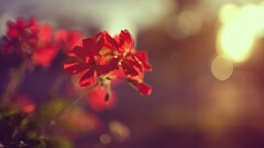 macro Flowers red flowers sunlight bokeh Plants