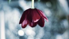 Macro Flowers red pink