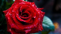 Macro Flowers red roses