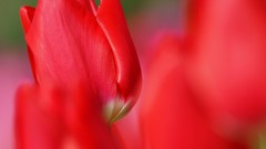 Macro Flowers red tulips