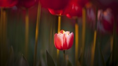 Macro Flowers red tulips