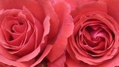 Macro Flowers roses