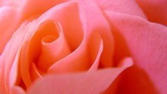 Macro Flowers roses