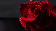 Macro Flowers roses black background water drops red rose depth 