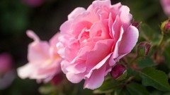 Macro Flowers roses pink flowers