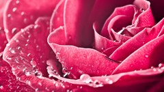 Macro Flowers roses pink flowers water drops
