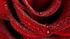 Macro Flowers roses red flowers