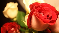 Macro Flowers roses red rose red flowers