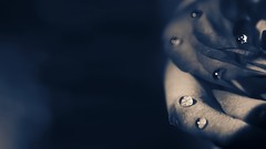 Macro Flowers roses water drops