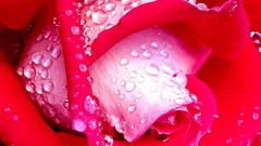 Macro Flowers roses water drops