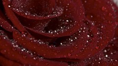 Macro Flowers roses water drops red flowers