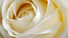 Macro Flowers roses white roses