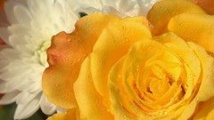 Macro Flowers roses Yellow Rose