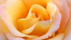 Macro Flowers roses Yellow Rose