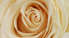 Macro Flowers roses Yellow Rose