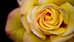 Macro Flowers roses Yellow Rose