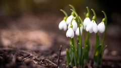 Macro Flowers snowdrops