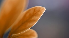 Macro Flowers spring