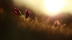 Macro Flowers spring