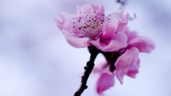 Macro Flowers spring cherry blossoms