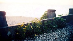 Macro Flowers streets