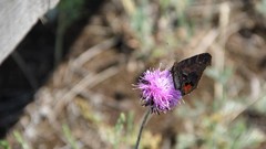 Macro Flowers summer Butterflies