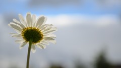Macro Flowers sun white