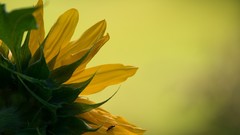 Macro Flowers Sunflowers insects